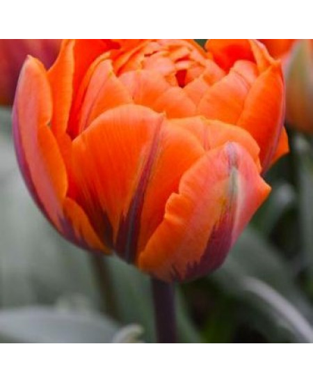 Тюльпан "Monte Orange" 3шт в упаковке (размер 11\12) Тюльпан "Monte Orange" 3шт в упаковке (размер 11\12)