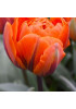 Тюльпан "Monte Orange" 3шт в упаковке (размер 11\12) Тюльпан "Monte Orange" 3шт в упаковке (размер 11\12)