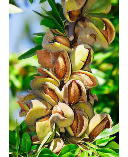 Миндаль Виктория Миндаль Виктория