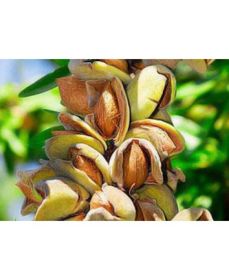 Миндаль Виктория Миндаль Виктория