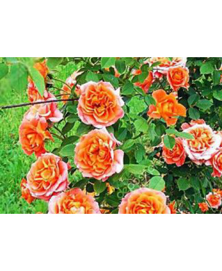 Роза плетистая Роскошный вид Роза плетистая Роскошный вид