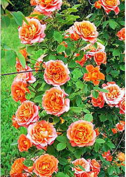 Роза плетистая Роскошный вид