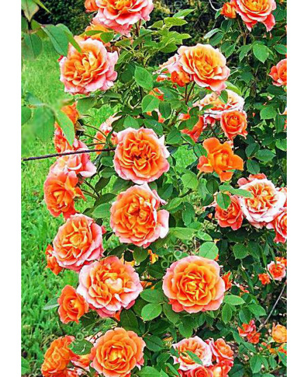 Роза плетистая Роскошный вид Роза плетистая Роскошный вид