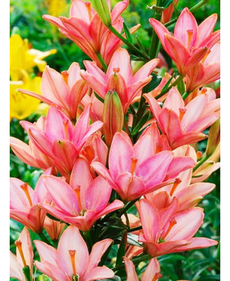 Лилия азиатская "Литтл Кисс" (Little Kiss) 3шт в упаковке (размер 12/14) Лилия азиатская "Литтл Кисс" (Little Kiss) 3шт в упаковке (размер 12/14)