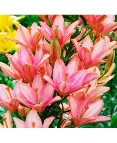 Лилия азиатская "Литтл Кисс" (Little Kiss) 3шт в упаковке (размер 12/14) Лилия азиатская "Литтл Кисс" (Little Kiss) 3шт в упаковке (размер 12/14)