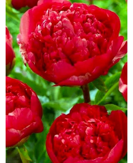 Тюльпан махровый поздний "Сальсидо" (Salcido) 3шт в упаковке (размер 12/+) Тюльпан махровый поздний "Сальсидо" (Salcido) 3шт в упаковке (размер 12/+)