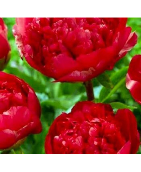 Тюльпан махровый поздний "Сальсидо" (Salcido) 3шт в упаковке (размер 12/+) Тюльпан махровый поздний "Сальсидо" (Salcido) 3шт в упаковке (размер 12/+)