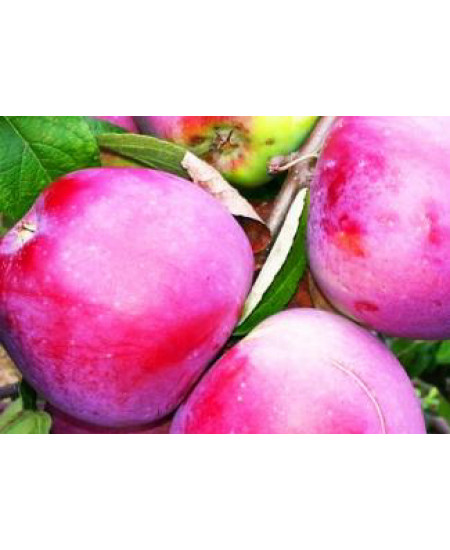 Яблоня Алеся Яблоня Алеся