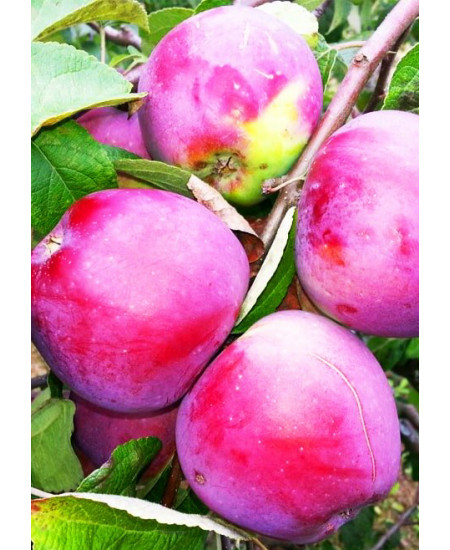 Яблоня Алеся Яблоня Алеся