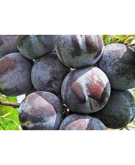 Слива Тульская черная Слива Тульская черная