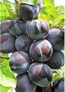 Слива Тульская черная