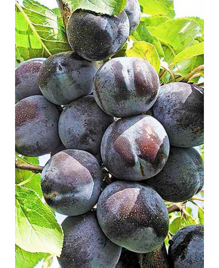 Слива Тульская черная Слива Тульская черная