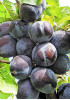 Слива Тульская черная Слива Тульская черная