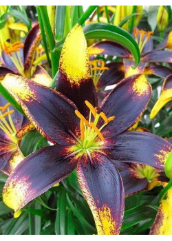 Лилия "Lion Heart" 3шт в упаковке