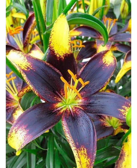 Лилия "Lion Heart" 3шт в упаковке Лилия "Lion Heart" 3шт в упаковке