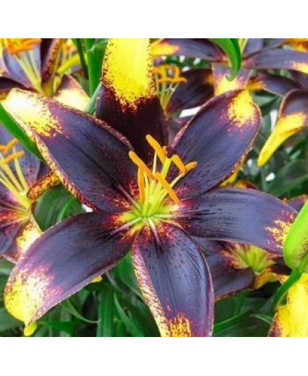 Лилия "Lion Heart" 3шт в упаковке Лилия "Lion Heart" 3шт в упаковке