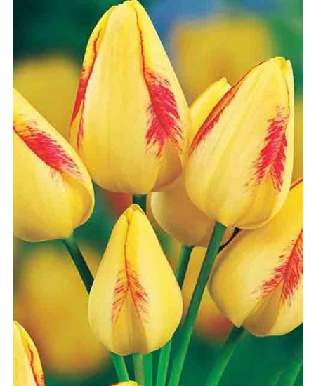 Тюльпан "Florette" 3шт в упаковке Тюльпан "Florette" 3шт в упаковке