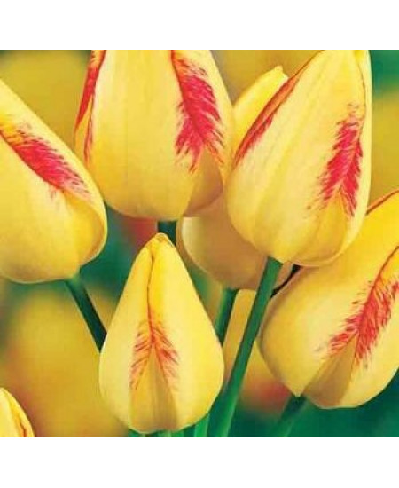 Тюльпан "Florette" 3шт в упаковке Тюльпан "Florette" 3шт в упаковке