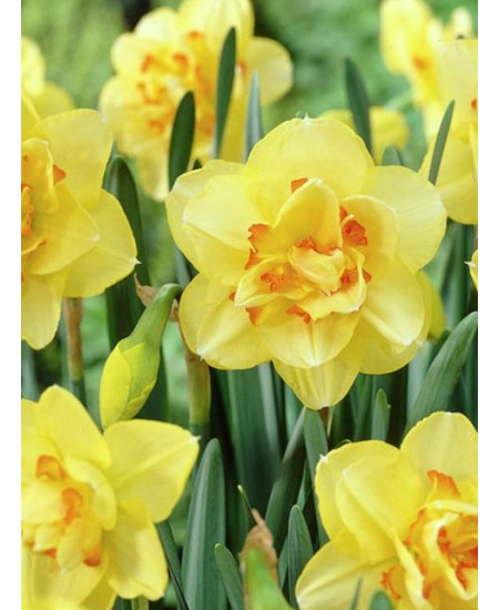 Нарцисс "Tahiti" 3шт в упаковке Нарцисс "Tahiti" 3шт в упаковке