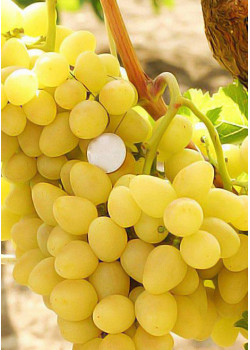 Виноград Бажена