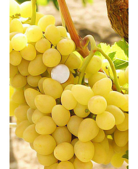 Виноград Бажена Виноград Бажена