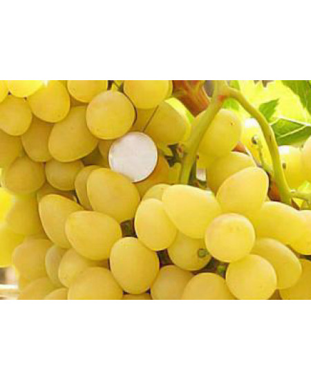 Виноград Бажена Виноград Бажена