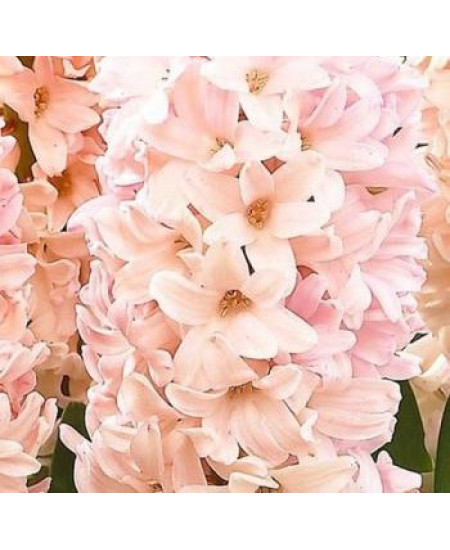 Гиацинт садовый "Эприкот Пейшн" (Apricot Passion) 3шт в упаковке (размер 14/15) Гиацинт садовый "Эприкот Пейшн" (Apricot Passion) 3шт в упаковке (размер 14/15)