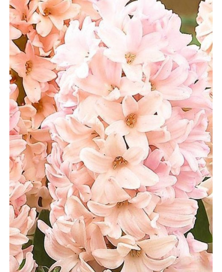 Гиацинт садовый "Эприкот Пейшн" (Apricot Passion) 3шт в упаковке (размер 14/15) Гиацинт садовый "Эприкот Пейшн" (Apricot Passion) 3шт в упаковке (размер 14/15)