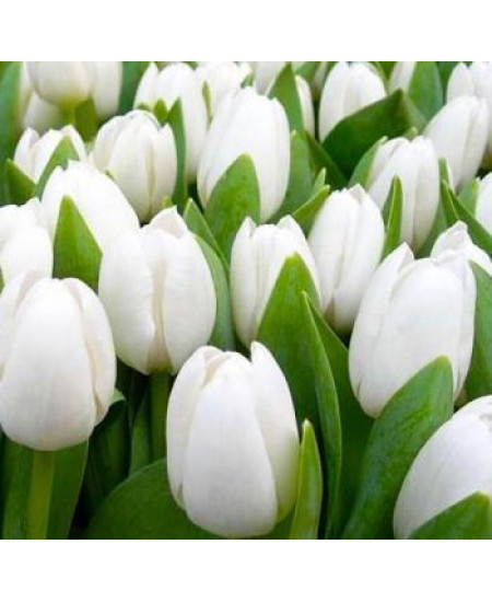 Тюльпан "Snowboard" 3шт в упаковке (размер 11\12) Тюльпан "Snowboard" 3шт в упаковке (размер 11\12)