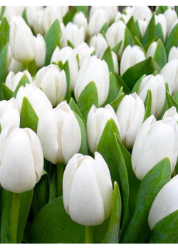 Тюльпан "Snowboard" 3шт в упаковке (размер 11\12)