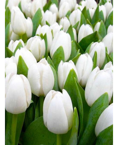 Тюльпан "Snowboard" 3шт в упаковке (размер 11\12) Тюльпан "Snowboard" 3шт в упаковке (размер 11\12)