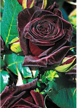 Роза чайно-гибридная Блек баккара