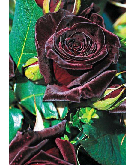 Роза чайно-гибридная Блек баккара Роза чайно-гибридная Блек баккара