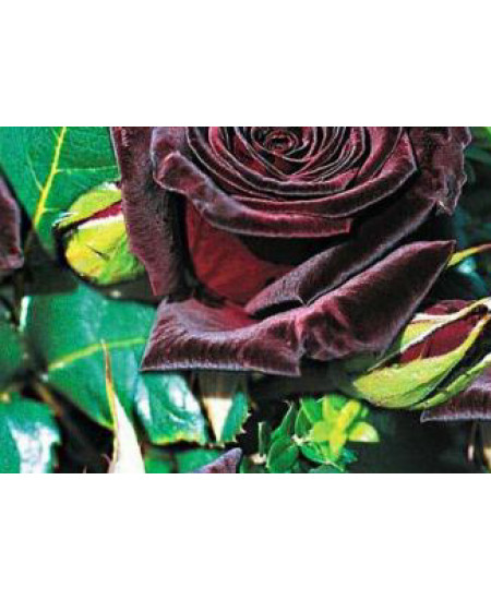 Роза чайно-гибридная Блек баккара Роза чайно-гибридная Блек баккара