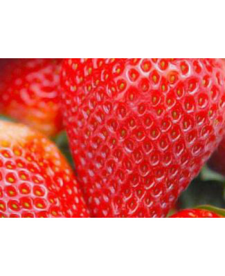 Клубника Джоли (Упаковка 5шт) Клубника Джоли (Упаковка 5шт)