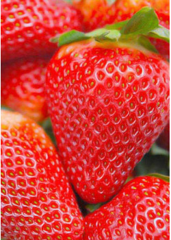 Клубника Джоли (Упаковка 5шт)