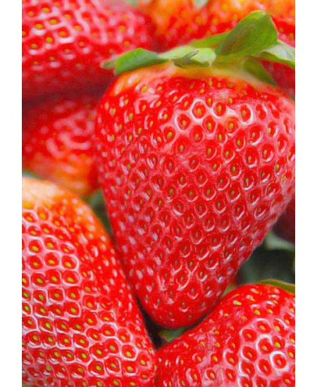 Клубника Джоли (Упаковка 5шт) Клубника Джоли (Упаковка 5шт)