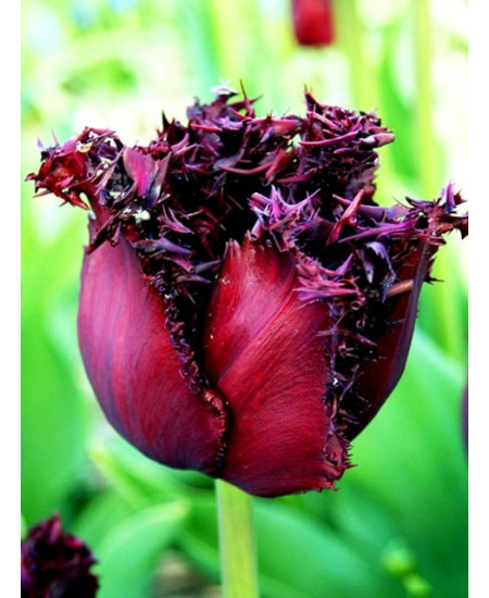 Тюльпан бахромчатый "Лабрадор" (Labrador) 3шт в упаковке (размер 11\12) Тюльпан бахромчатый "Лабрадор" (Labrador) 3шт в упаковке (размер 11\12)