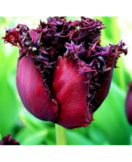 Тюльпан бахромчатый "Лабрадор" (Labrador) 3шт в упаковке (размер 11\12) Тюльпан бахромчатый "Лабрадор" (Labrador) 3шт в упаковке (размер 11\12)