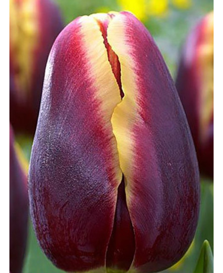 Тюльпан триумф "Доберман" (Doberman) 3шт в упаковке (размер 11\12) Тюльпан триумф "Доберман" (Doberman) 3шт в упаковке (размер 11\12)