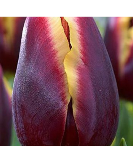 Тюльпан триумф "Доберман" (Doberman) 3шт в упаковке (размер 11\12) Тюльпан триумф "Доберман" (Doberman) 3шт в упаковке (размер 11\12)