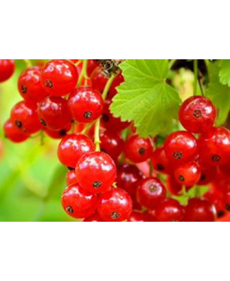 Смородина Дана Смородина Дана