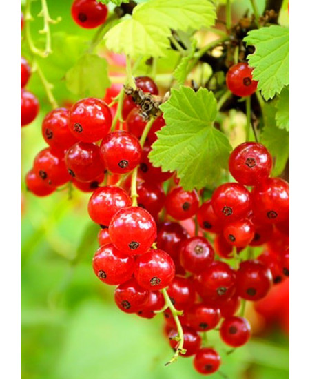 Смородина Дана Смородина Дана