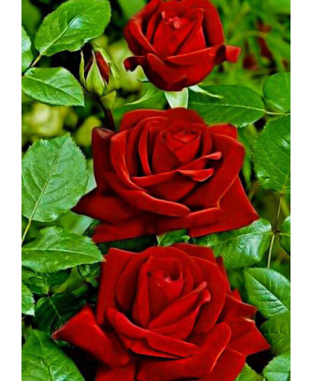 Роза чайно-гибридная Леди Мария Роза чайно-гибридная Леди Мария