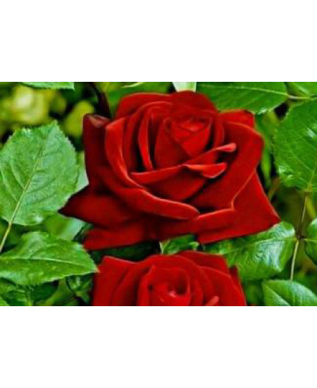 Роза чайно-гибридная Леди Мария Роза чайно-гибридная Леди Мария