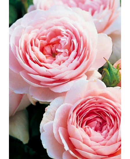 Роза английская Виктория Роза английская Виктория