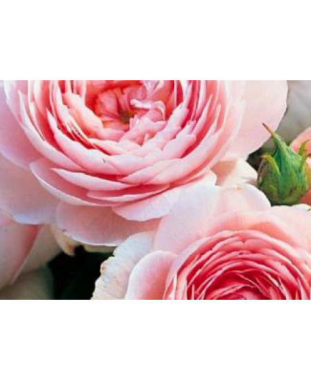 Роза английская Виктория Роза английская Виктория