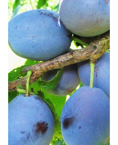 Слива Ника Слива Ника