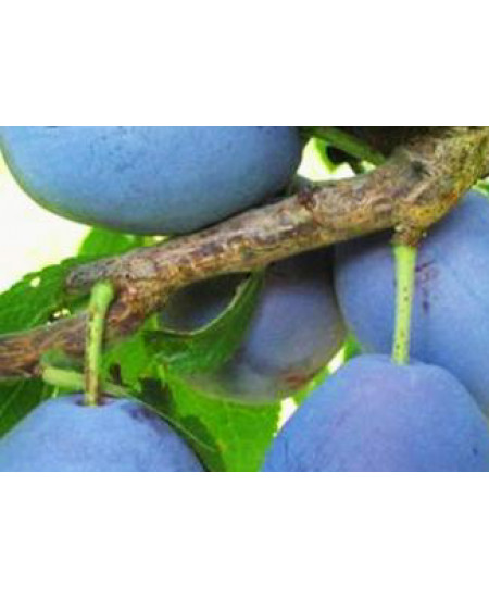 Слива Ника Слива Ника