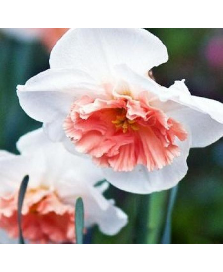 Нарцисс "Precocious" 3шт в упаковке Нарцисс "Precocious" 3шт в упаковке